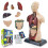 3D Human Anatomy Skeleton Model Kit, Interactive Movable Joints, Educational STEM Science Toy for Kids 1