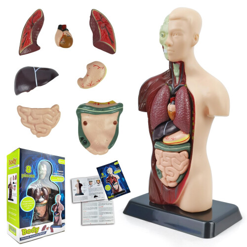 3D Human Anatomy Skeleton Model Kit, Interactive Movable Joints, Educational STEM Science Toy for Kids