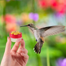 Konghyp Hummingbird Feeder with Suction Cup 1 Pack