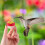 Konghyp Hummingbird Feeder with Suction Cup 1 Pack 1