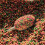 Fjuka Red Squeez-Ready Method Pellet 500g | Ready-prepped 2mms | Carp, F1s, tench, bream 5