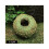 Moss Ball Pot Natural Bonsai Container 1 pc 1