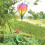 Rainbow Stripe Windsock Hot Air Balloon Outdoor Decor 3