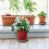 Washranp Plant Caddy Round Plastic Rolling Stand with 4 5