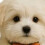 Adorable résine de support de mouchoirs d'inspiration canine-7 7