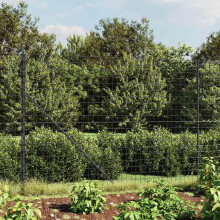 Berkfield Wire Mesh Fence Anthracite 2x25 m Galvanised Steel