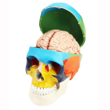 Lifesize Human Skull and Brain Model, 3Part Skull and 8Part Brain Anatomy Set for Medical Teaching