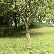 Berkfield Jute Roll 0.5x5 m 100% Jute 200 gsm