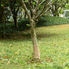 Berkfield Jute Roll 0.25x100 m 100% Jute 200 gsm