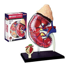 4D Human Kidney Anatomy Model with 13 Detachable Parts, Life‑Size Realistic Teaching Model for Medical Students