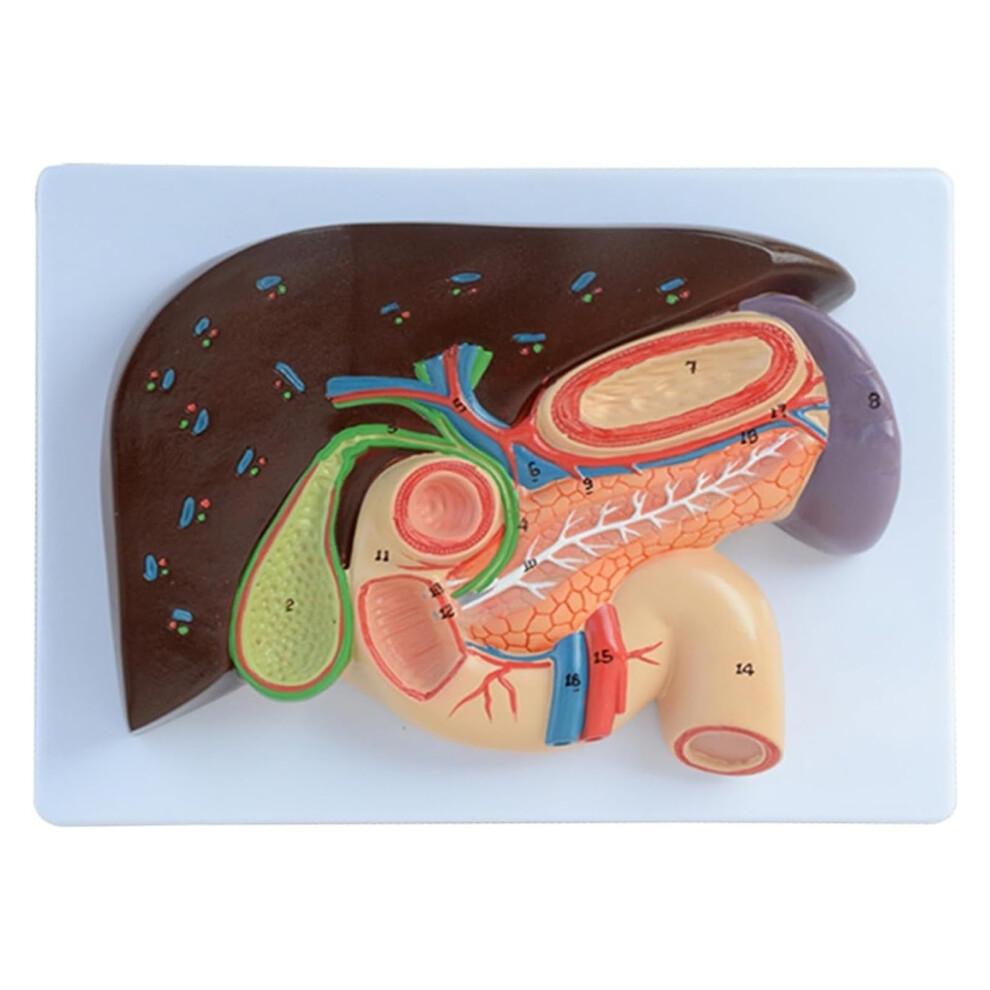 Lifesize Human Anatomy Model of Liver Gallbladder Pancreas and Duodenum with ColorCoded Organ Detail
