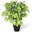 Berkfield Artificial Dwarf Ficus with Pot 60 cm 1