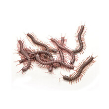 Realistic Fake Centipede Rubber Toy Set for Halloween Pranks Decorations Pack of 5