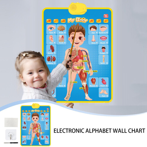 Interactive Alphabet Wall Chart with TouchSensitive Learning and Clear Adjustable Audio for Kids 2