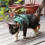 Durable Large Cats Vest Harness Leash Set for Small-Green M 7