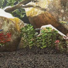Berkfield Volcanic Rocks 10 kg Black 1-2 cm