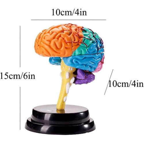 Human Brain Model 4D Anatomical Brain Model with Detachable 4Part Design for Classroom Teaching 1