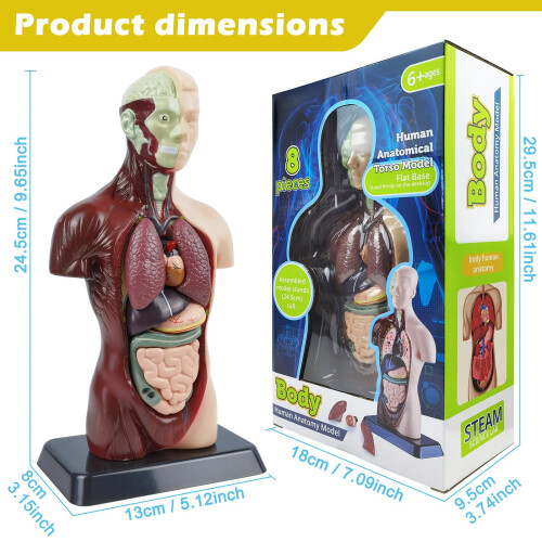 3D Human Anatomy Skeleton Model Kit, Interactive Movable Joints, Educational STEM Science Toy for Kids 1