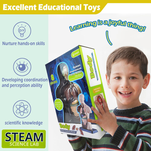 3D Human Anatomy Skeleton Model Kit, Interactive Movable Joints, Educational STEM Science Toy for Kids 2