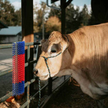 Berkfield Cattle Brushes Red and Blue 50 x 17 x 9 cm Plastic and Steel