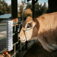 Berkfield Cattle Brushes Black and White 50 x 10 x 6.5 cm