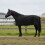 Berkfield Horse Blanket Full Black 165 cm Polyester 1