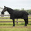 Berkfield Horse Blanket Full Black 115 cm Polyester 1