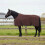 Berkfield Horse Blanket Full Dark Brown 165 cm Polyester 1