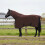 Berkfield Horse Blanket Full Dark Brown 75 cm Polyester 1