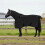 Berkfield Horse Blanket Black 95 cm Polyester 1