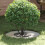 Berkfield suitable for Flat Tree Rings 5 pcs Silver ò30 / 60 cm 1