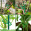 Garden Plant Clips for Organizing Vine Durable Reusable-100 4