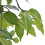 Berkfield Artificial Dwarf Ficus with Pot 60 cm 2
