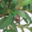 Berkfield Artificial Bay Tree Plant with Pot 120 cm Green 2