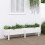 Berkfield Garden Raised Bed White 160x30x38 cm Solid Wood Pine 1
