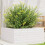 Berkfield Garden Planter White 60x60x23 cm Solid Wood Pine 1