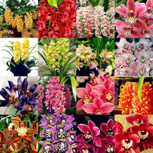 Cymbidium Surprise til dyrkning i potter til efterår eller forår indendørs eller udendørs (Cymbidium til plantning), Cymbidium til salg