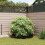 Berkfield Root Barrier Black 0.7 x 5 m Polyethylene 3