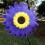YOLAKE Lila Plastik-Sonnenblumen-Windrad 1