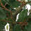 Berkfield Artificial Ficus Tree 480 Leaves 130 cm Green 2