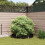 Berkfield Root Barrier Black 0.7 x 10 m Polyethylene 3