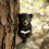 Solar-Powered Bear and Koala Book Sculpture with LED Lights 1