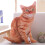 Μαξιλάρι σώματος Kraoden Cat Plush, λούτρινο ζώο γάτας, μαλακό μαξιλάρι βελούδου, 1