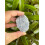 Angelite raw natural stone 1-2 inch rough 2