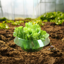 20pcs Horticultural Vegetable Protection Cover Green Thick and Durable PET Blister Material 23 * 23 * 12cm