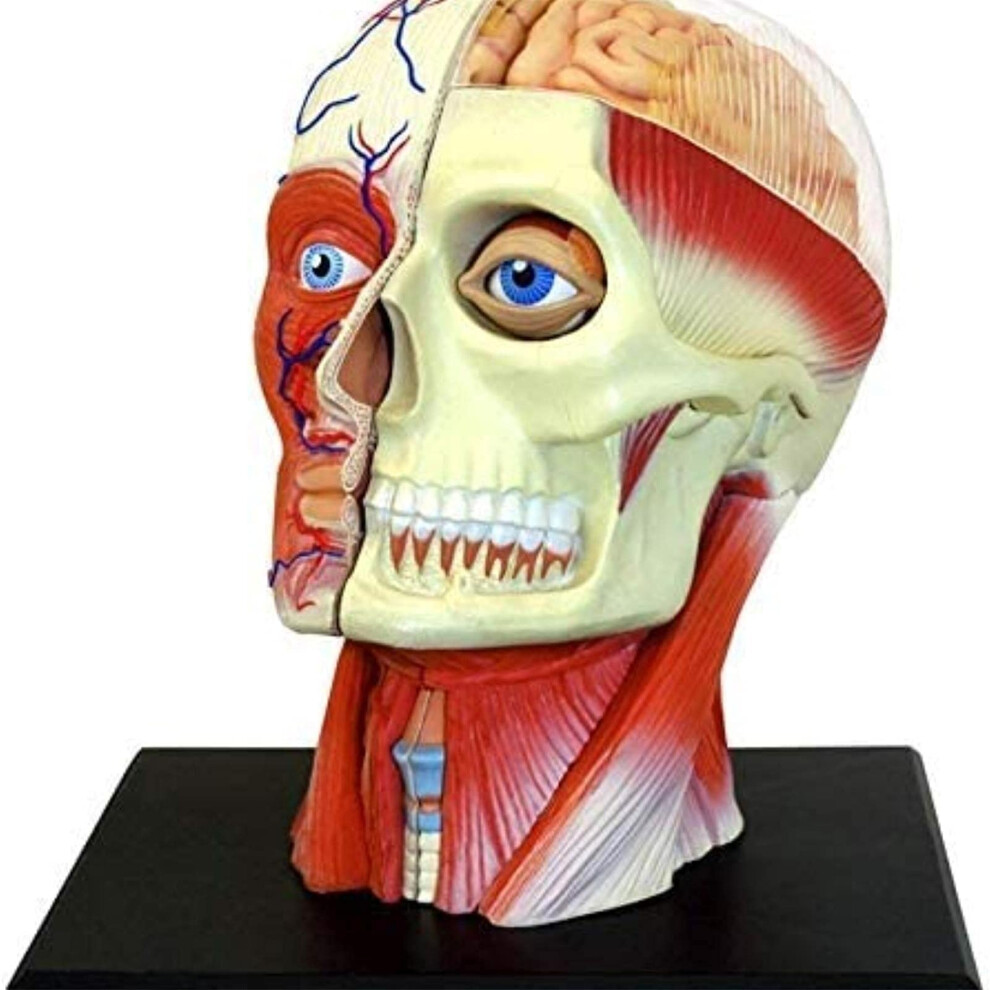 4D Human Head Anatomical Model with 14 Detachable Parts, Muscle and Nerve Anatomy Head Model for Study