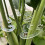 Gardening Support Clips Holders For Efficient Management-100pcs 7