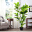 Living And Home 120cm Artificial Faux Ficus Elastica Tree in Pot 1