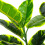 Living And Home 120cm Artificial Faux Ficus Elastica Tree in Pot 5
