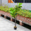 Living And Home 150cm Artificial Triple-Trunk Ficus Elastica Tree in Pot 2